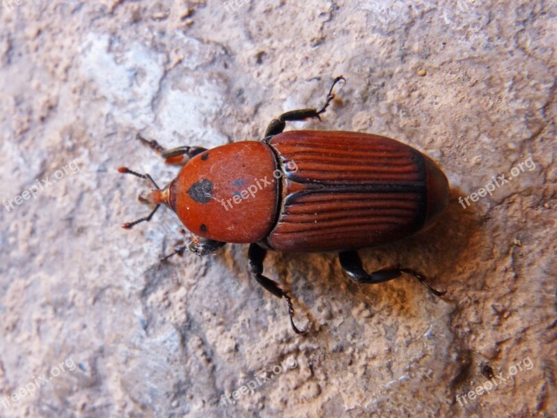 Beetle Orange Grated Detail Orange Beetle