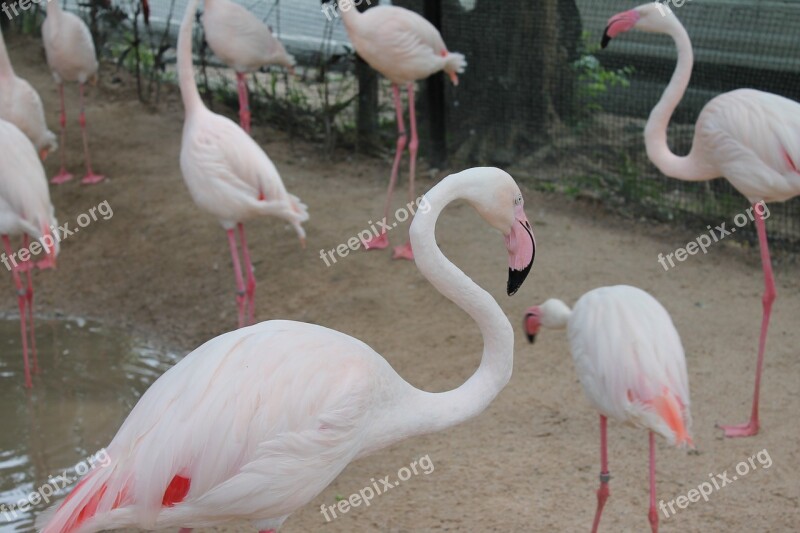 Birds Flamingo Pink Flamingo Free Photos