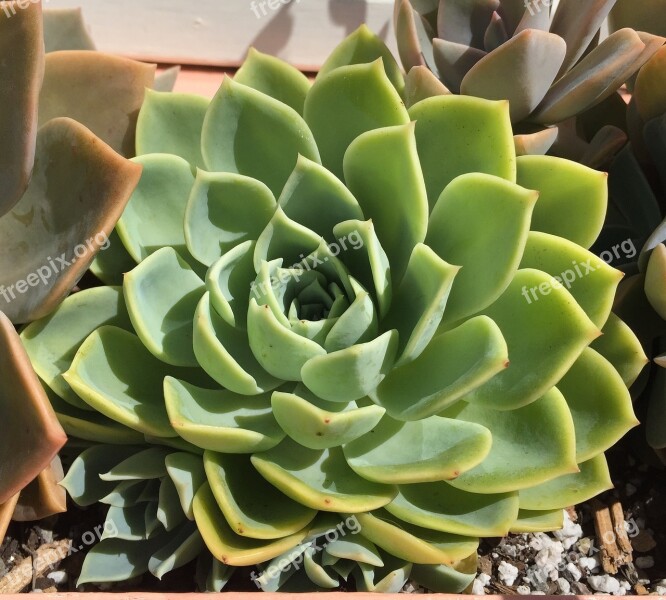 Succulent Desert Flower Green Gardening