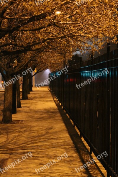 Night Night Scene Fence Trees City