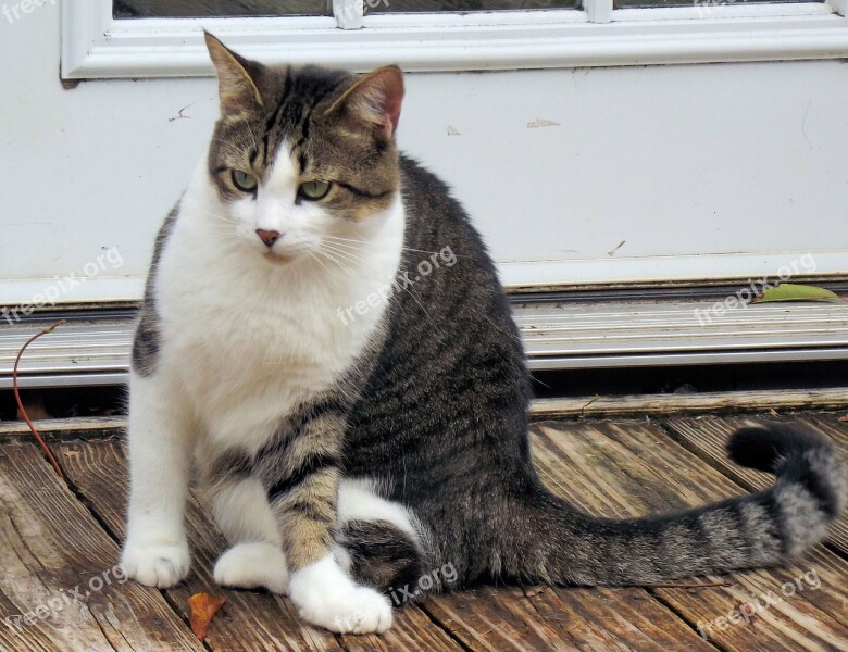 Adorable Tabby Tuxedo Feline Cat