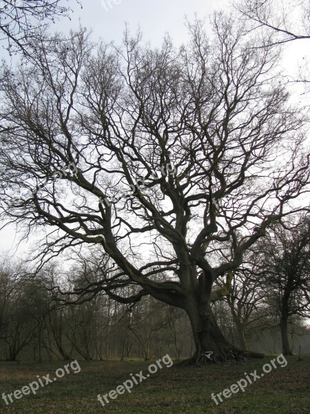 Forest Tree Backlighting Light Canopy