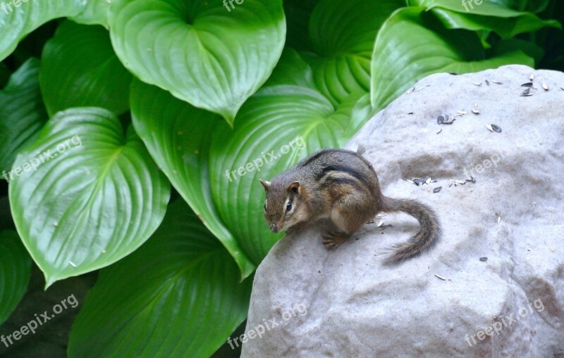 Chipmunk Nature Cute Rodent Wildlife