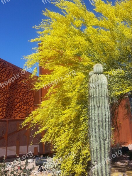 Saguaro Ironwood Arizona Cactus Rust