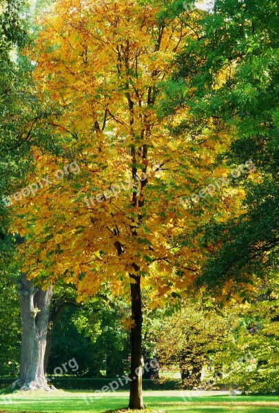 Branch Aesthetic Trees Leaves Oak