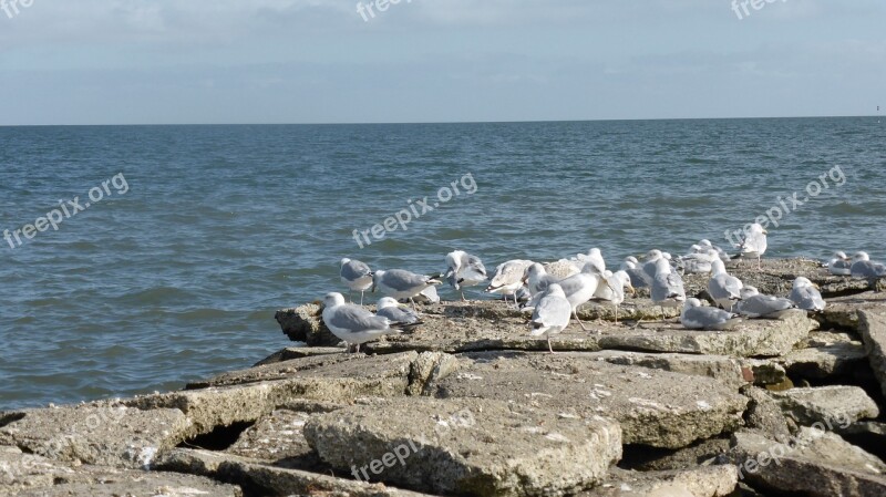 North Sea Gulls Birds Water Rocky Pier