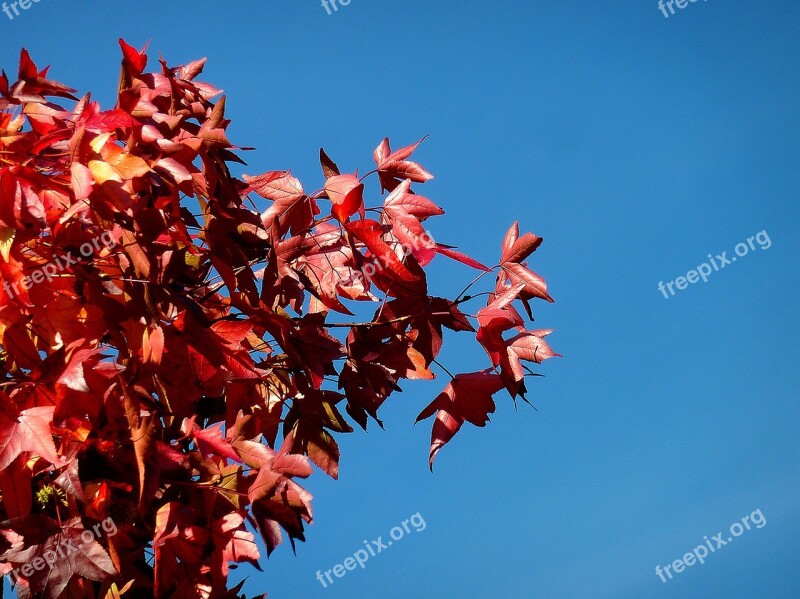 Branch Aesthetic Tree Leaves Oak