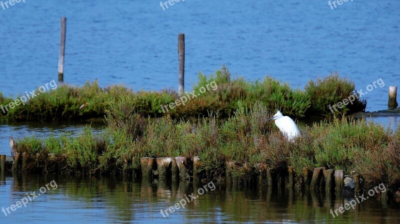 Bird Heron Sea Island Close Up