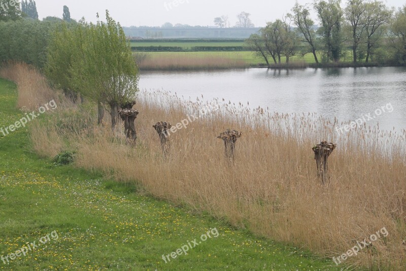 Landscape River Pollard Willow Reed Nature