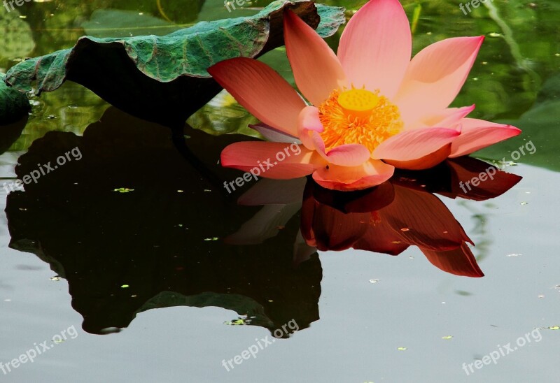 Lotus Flower Pond Lake Lotus Flower