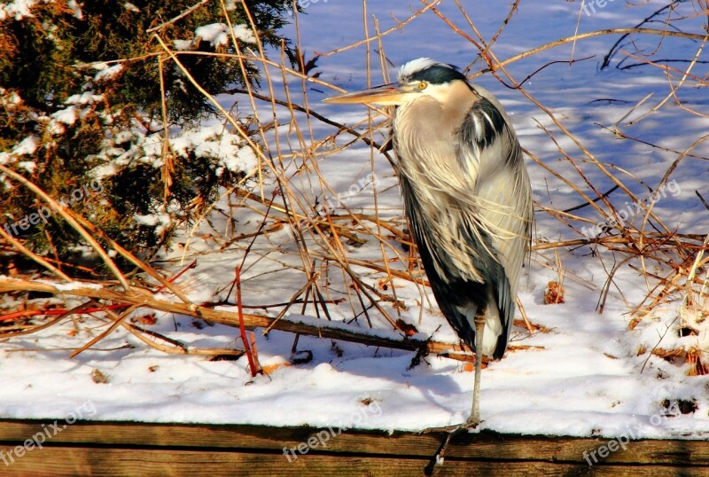 Bird Stork Heron Snow Animal