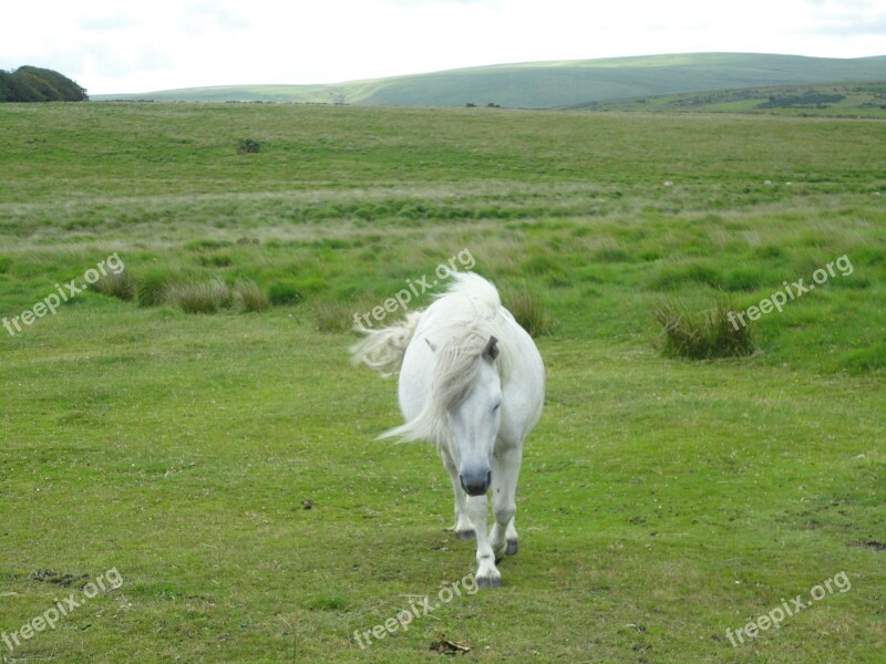 Pony Horse Dartmoor Pony Small Horse Breed Pasture