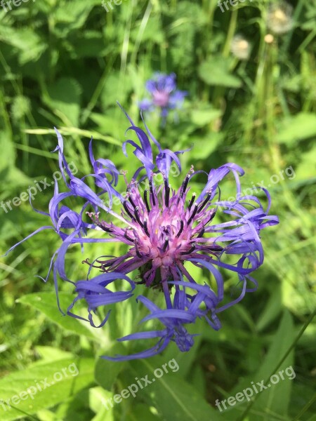 Cornflower Flower Summer Midsummer Free Photos