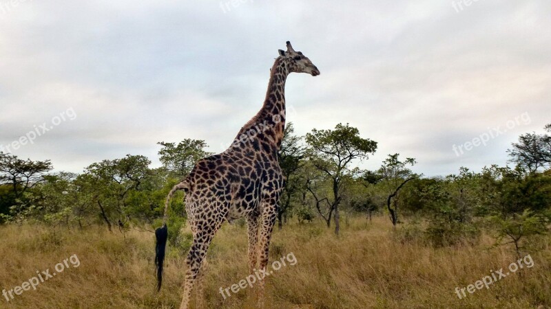 Safari Animals South Africa Giraffe Photographic