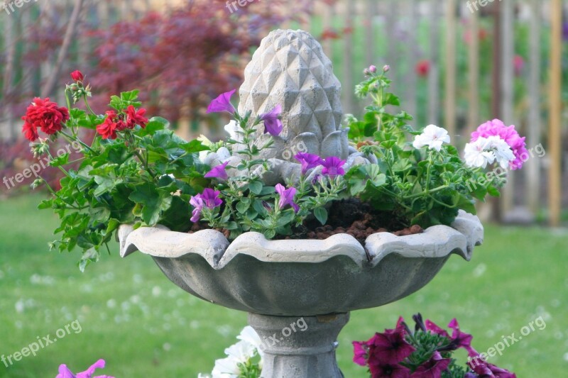 Fountain Plant Petunia Flowers Free Photos