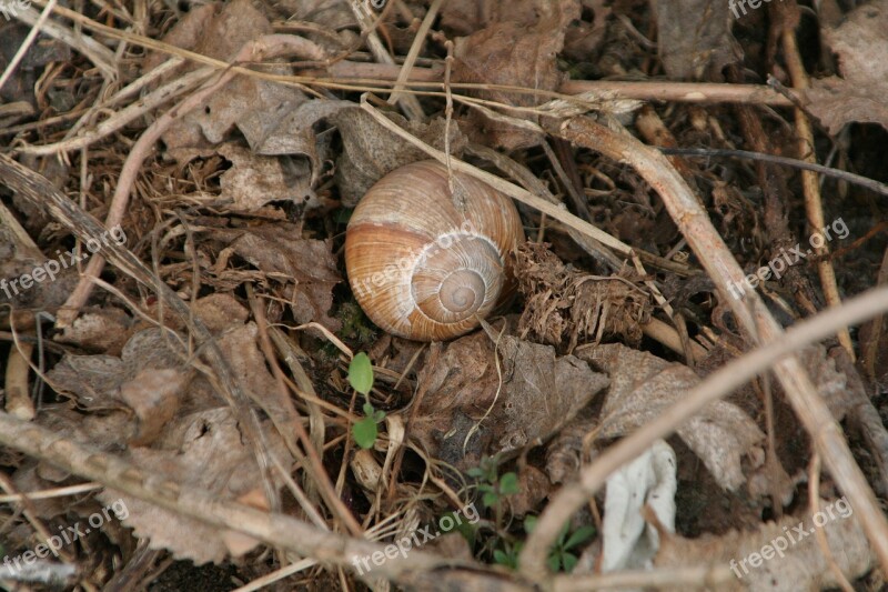 Snail Leaves Nature Animal Slowly