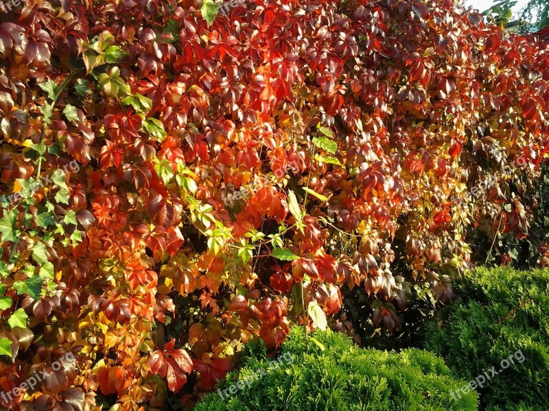 Leaves Fall Foliage Wine Entwine Ivy