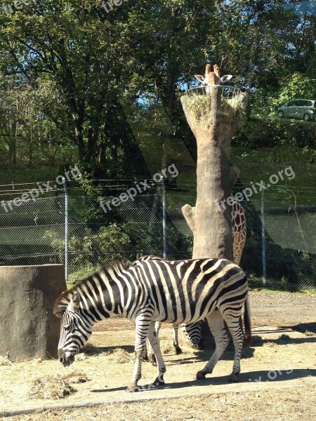 Zebra Animal Green Zoo Free Photos