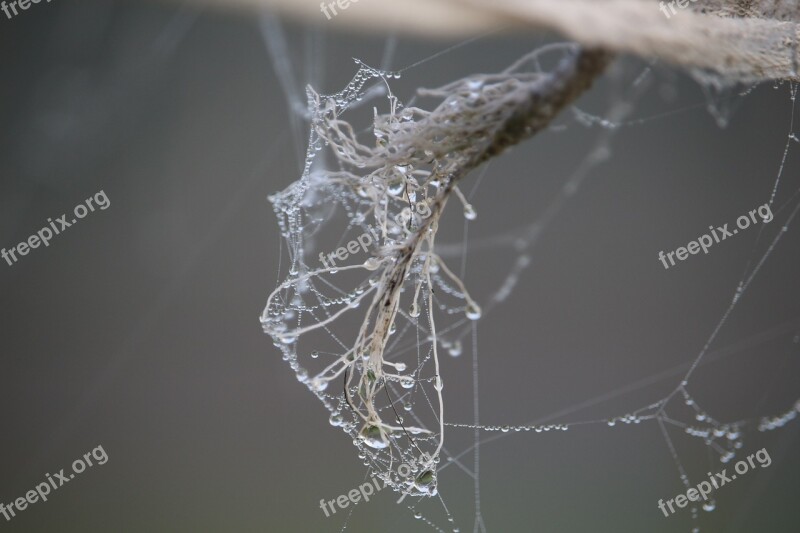 Cobweb Autumn Fog Cobwebs Dew