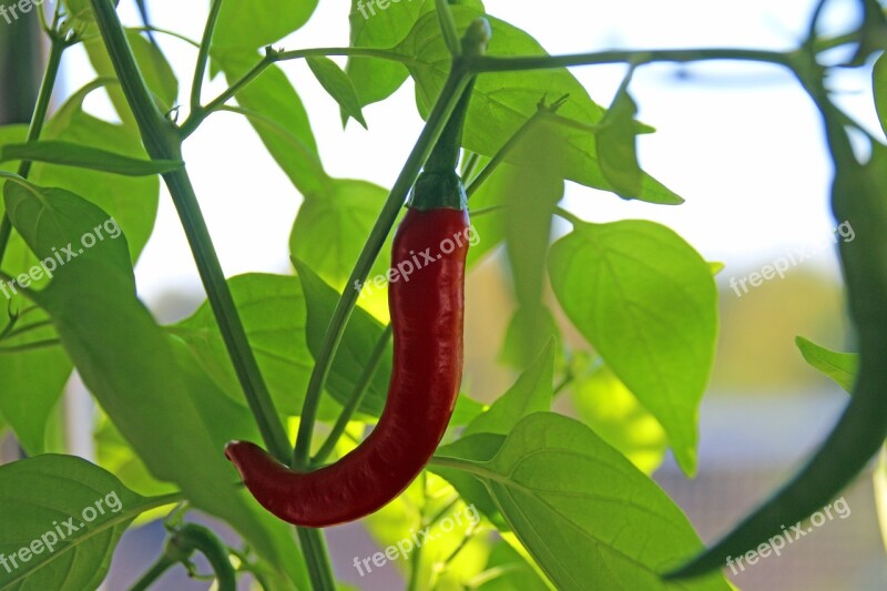 Chili Red Sharp Plant Food