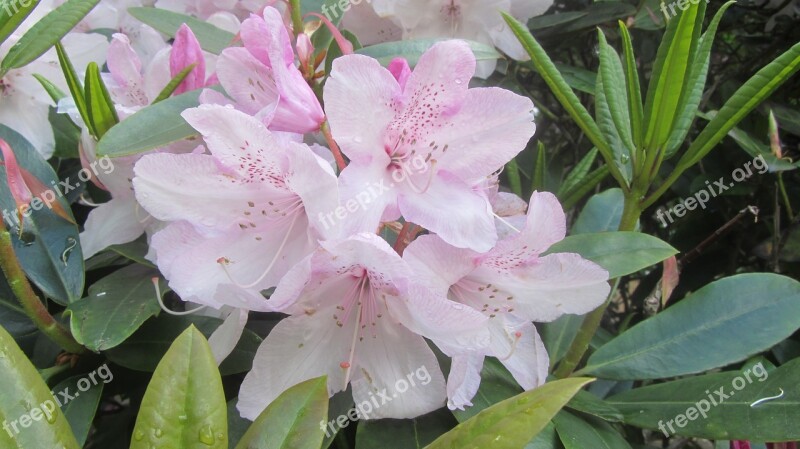 Pink Flower White Floral Petal