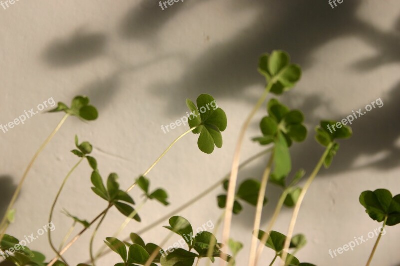 Clover Small Fresh Plant Free Photos