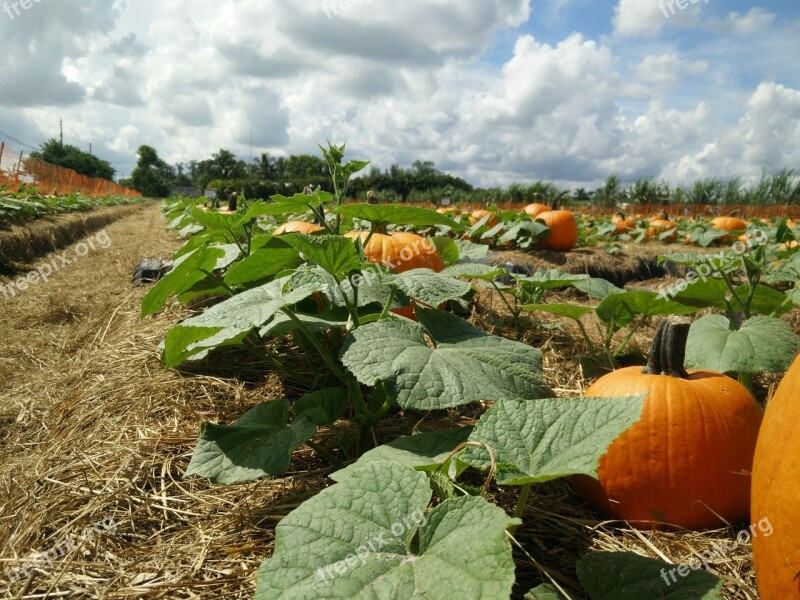 Pumpkin Patch Pumpkin Patch Sky Leaves