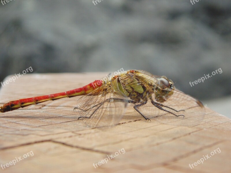 Dragonfly Insects Wing Park Flight