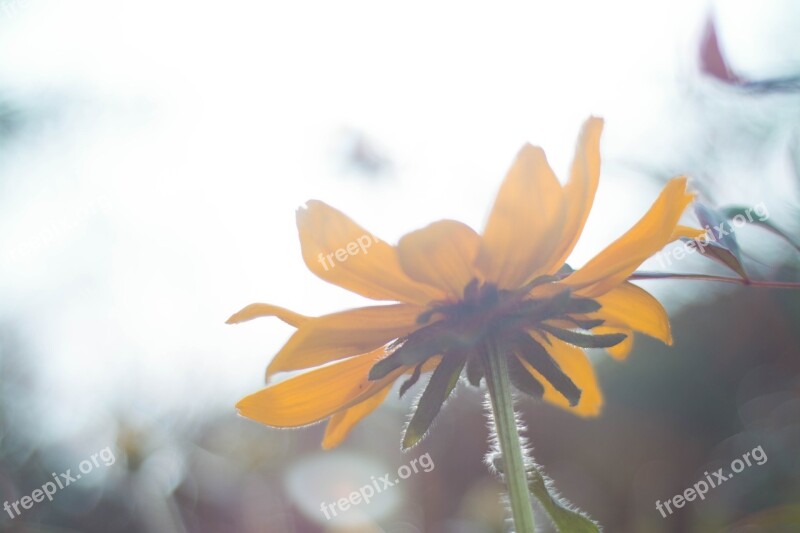 Scenery Photography Flower Fog Morning News