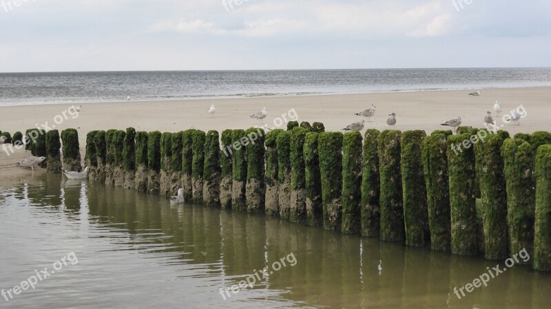 Groynes Coastal Protection Sea Gulls Free Photos