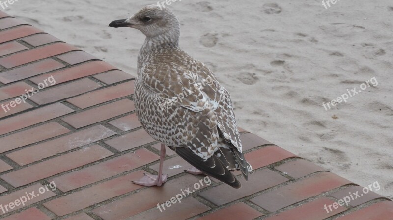 Seagull Bird Wait Animal Free Photos