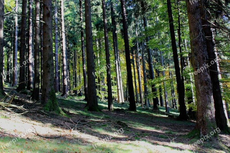 Forest Taunus Trees Mountains Fir Tree