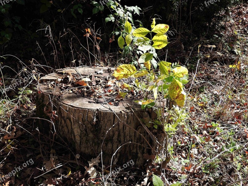 Tree Stump Large Tree Woods Nature Outdoors