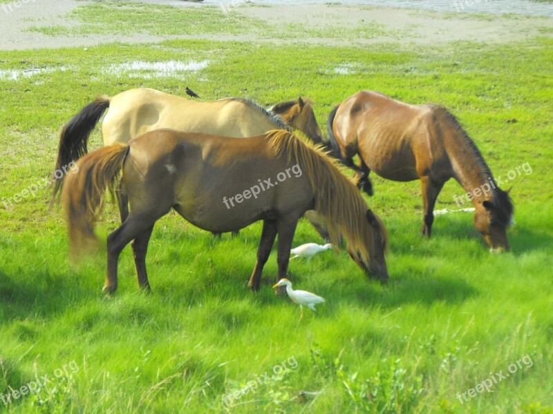 Wild Horses Assateague Island Beach Birds Wildlife