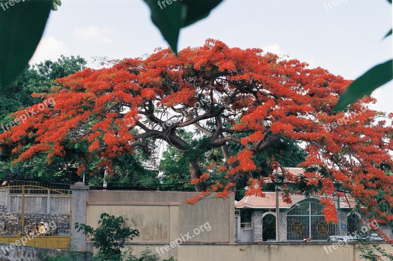 Vietnam Flameboyan Red Flower Free Photos