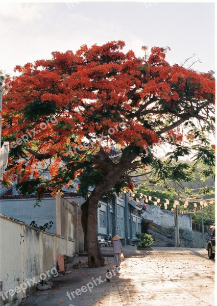 Vietnam Summer Red Flower Flameboyan Free Photos