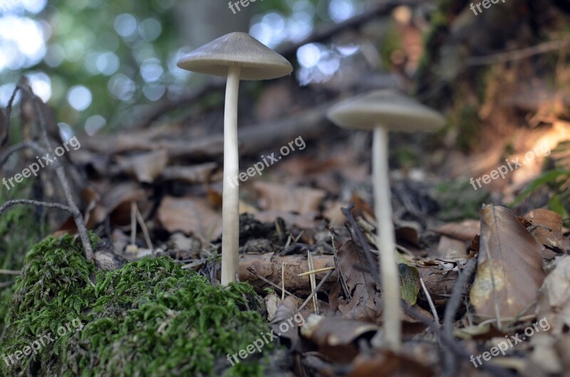 Sponge Forest Nature Walk Bulgaria