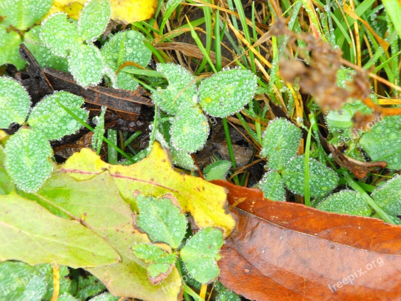 Wet Leaves Nature Damp Plant Rain