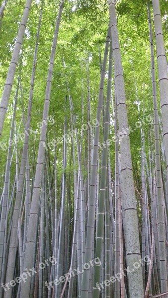 Bamboo Nature Japan Trees Forest