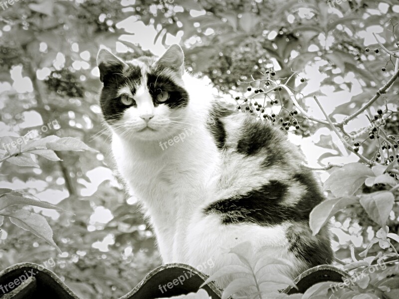 Cat Black And White Lucky Cat Domestic Cat Animal