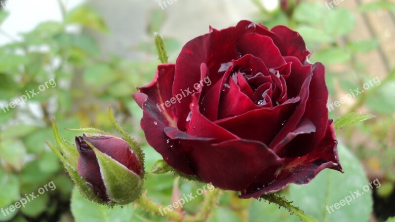 Flower Flowers Rosa Nature Red Flower