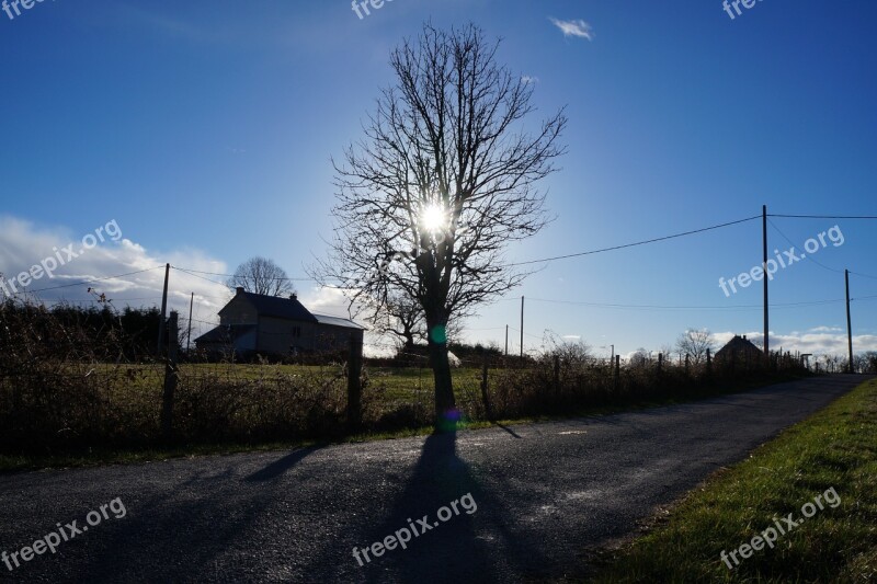 Tree Sun Road Field Sun's Rays