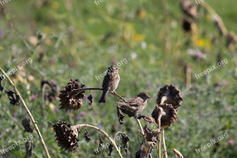 Sparrows Birds Sunflower Wither Dry