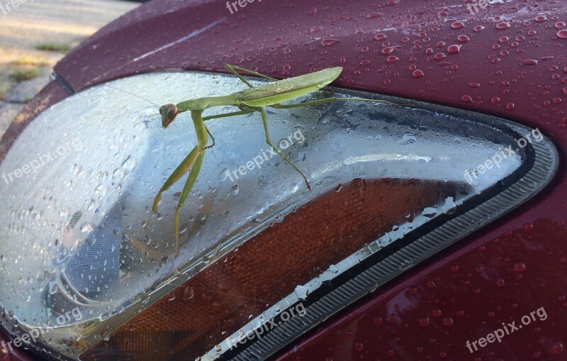 Praying Mantis Insect Headlight Green Red