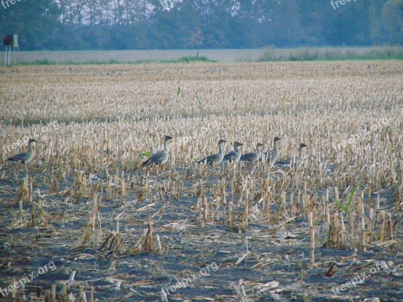 Geese Animals Nature Landscape Greylag Goose