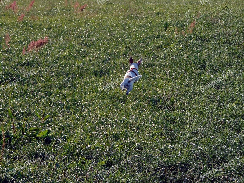 Nature Dog Pet Meadow Young Dog