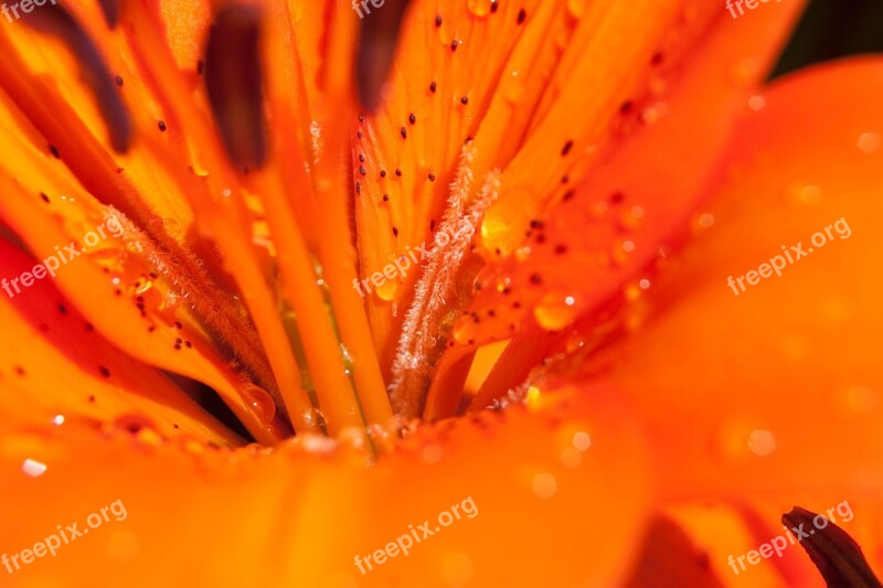 Lily Flower Blossom Bloom Nature