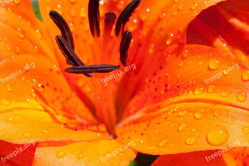 Lily Flower Blossom Bloom Nature