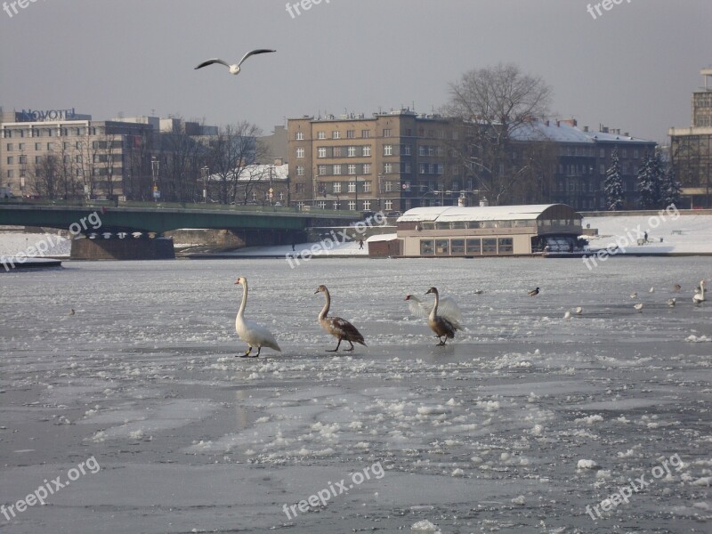 Winter River Ice Frozen River Water Birds