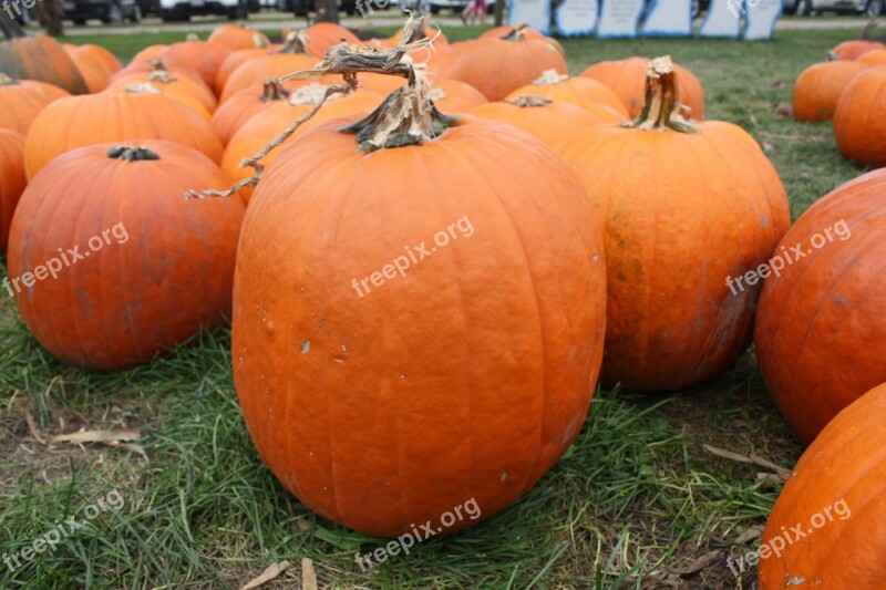 Pumpkin Autumn Orange Vegetables Harvesting